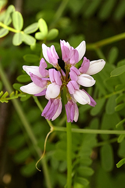 Rosenkronill, Securigera varia