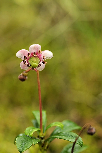 Ryl, Chimaphila umbellata