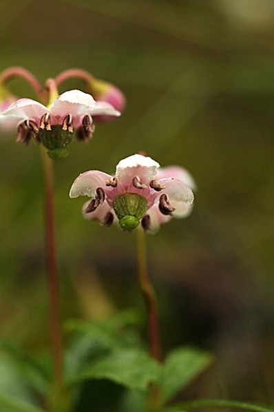 Ryl, Chimaphila umbellata