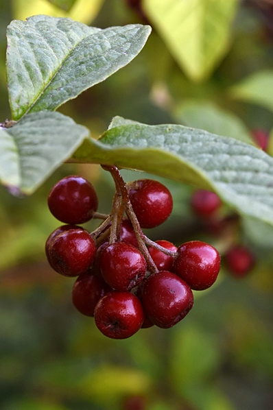 Rynkoxbär, Cotoneaster bullatus