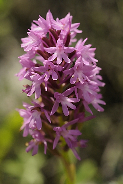 Salepsrot, Anacamptis pyramidalis