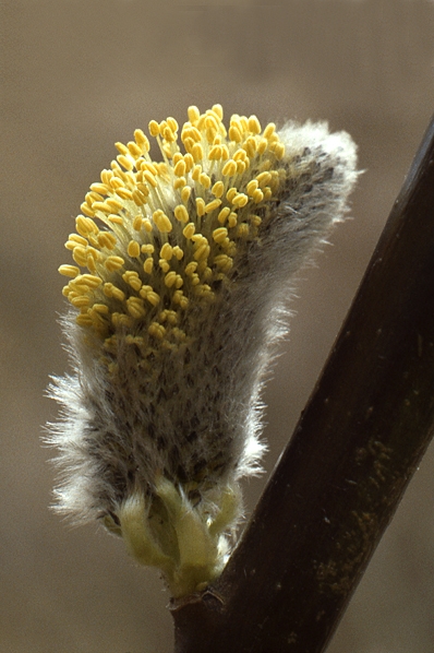Sälg, Salix caprea