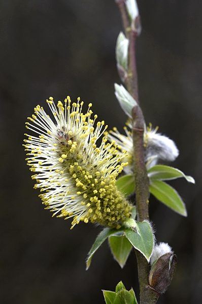Sälg, Salix caprea