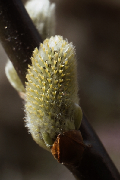 Sälg, Salix caprea, Vide