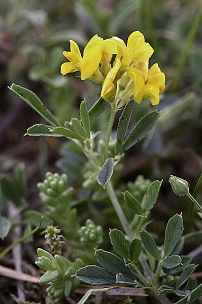 Gullusern, Medicago sativa ssp. falcata