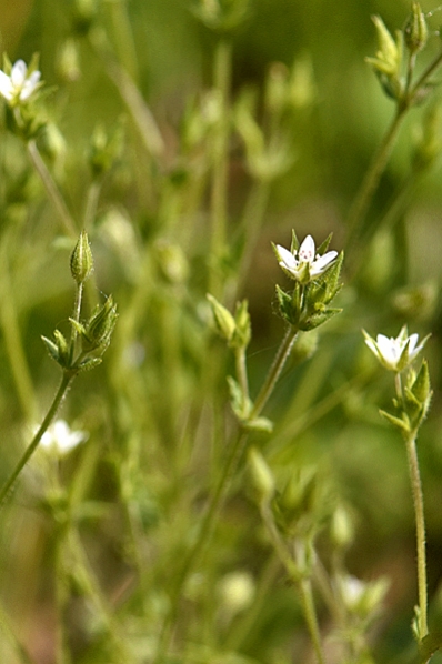 Sandnarv, Arenaria serpyllifolia
