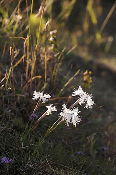 Sandnejlika, Dianthus arenarius