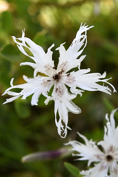 Sandnejlika, Dianthus arenarius