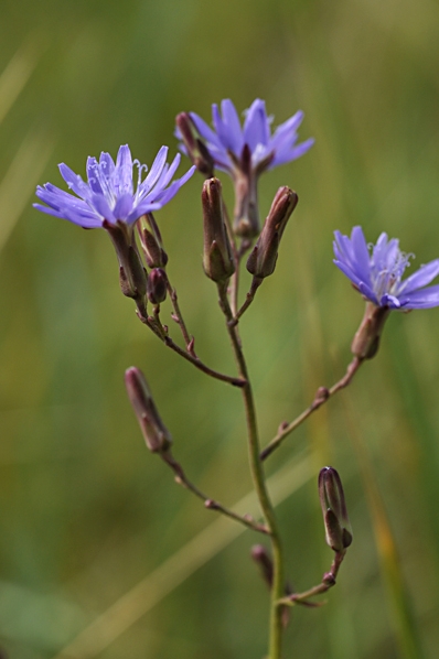 Sandsallat, Lactuca tatarica, Mulgedium tataricum