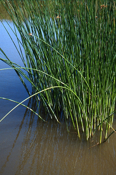 Säv, Schoenoplectus lacustris