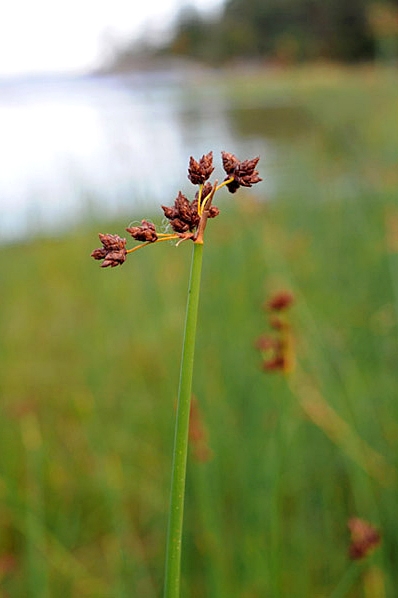 Säv, Schoenoplectus lacustris