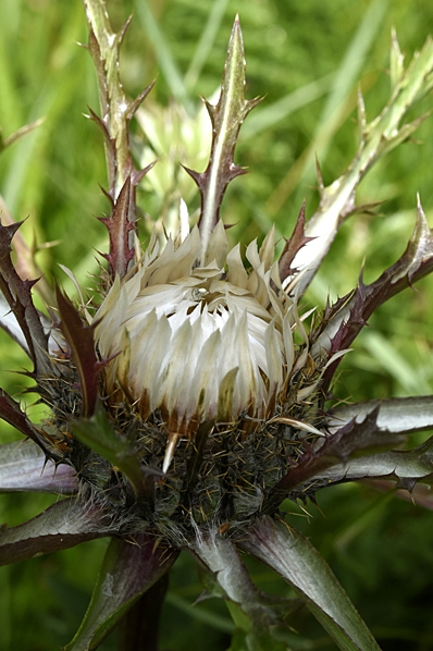 Silvertistel, Carlina acaulis