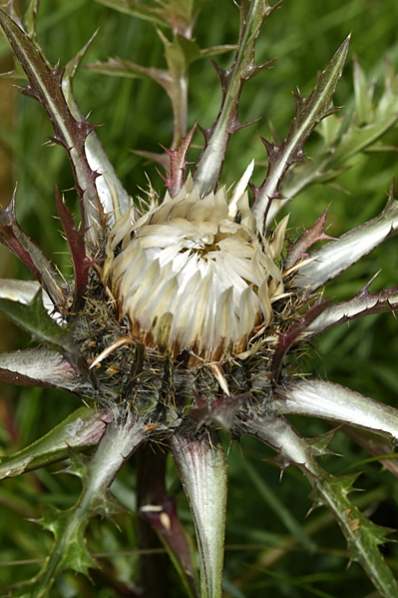Silvertistel, Carlina acaulis