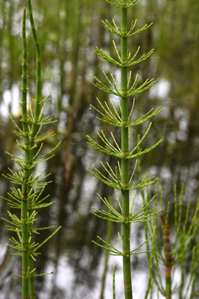 Sjöfräken, Equisetum fluviatile