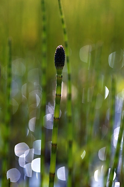 Sjöfräken, Equisetum fluviatile