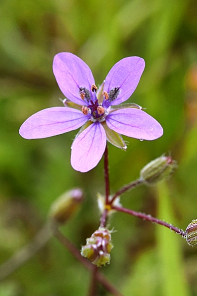 Skatnäva, Erodium cicutarium