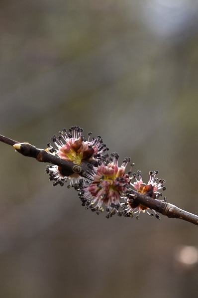 Skogsalm, Ulmus glabra, alm