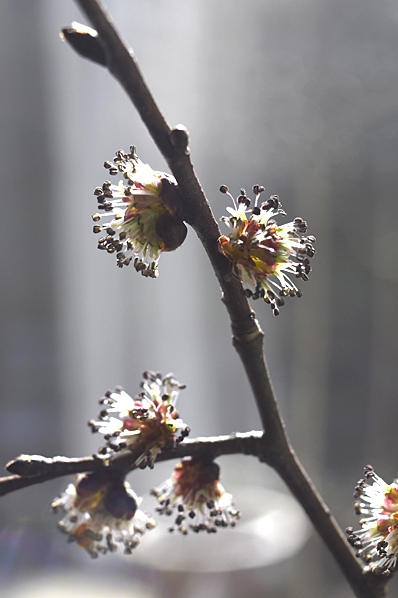 Skogsalm, Ulmus glabra, alm