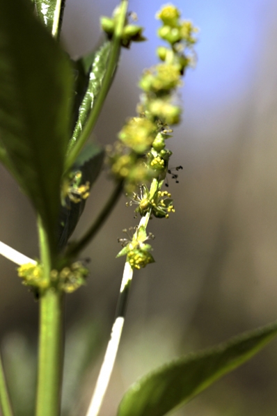 Skogsbingel, Mercurialis perennis