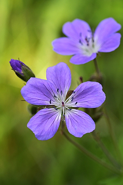 Midsommarblomster, Geranium sylvaticum, Skogsnäva