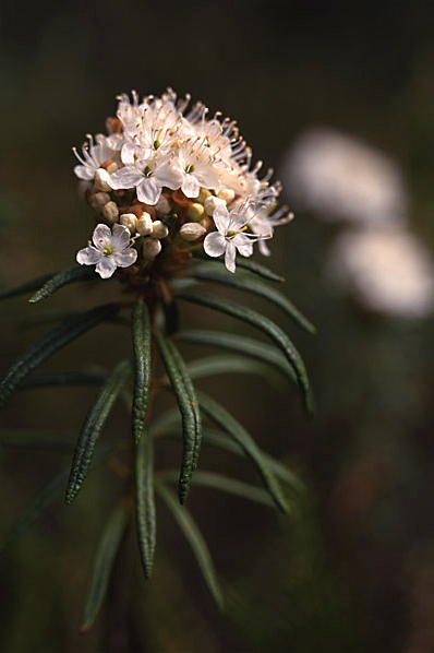 Skvattram, Rhododenron tomentosum