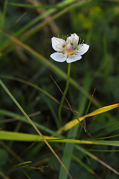 Slåtterblomma, Parnassia palustris
