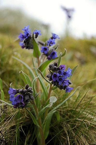 Smalbladig lungört, Pulmonaria angustifolium