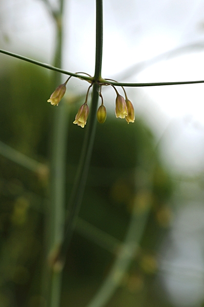 Sparris, Asparagus officinalis