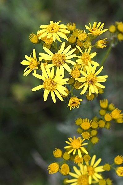 Stånds, Jacobaea vulgaris