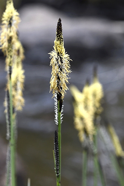 Starr, Carex