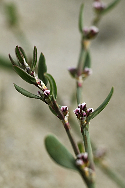 Stor trampört, Polygonum aviculare ssp. aviculare