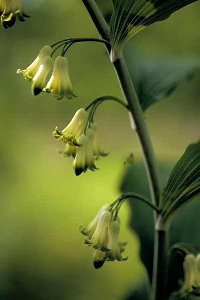 Storrams, Polygonatum multiflorum