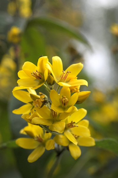 Strandlysing, Lysimachia vulgaris