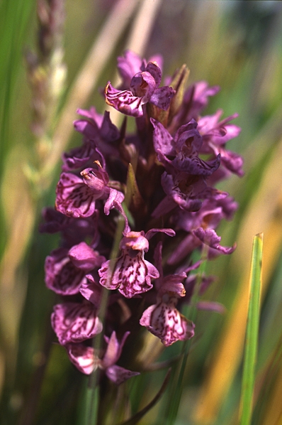 Strandnycklar, Dactylorhiza majalis ssp. purpurella