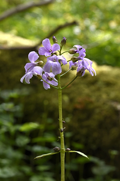 Tandrot, Cardamine bulbifera