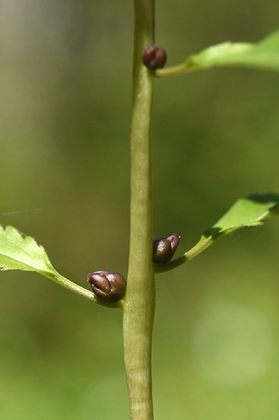 Tandrot, Cardamine bulbifera