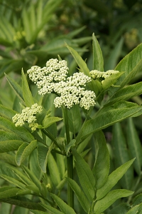 Sommarfläder,  Sambucus ebulus