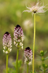 Krutbrännare, Neotinea ustulata