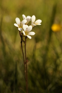 Mandelblomma, Saxifraga granulata