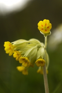 Gullviva, Primula veris, vårblommor
