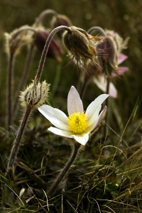 Mosippa, Pulsatilla vernalis