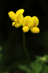 Käringtand, Lotus corniculatus
