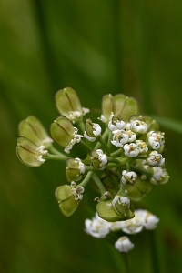 Sandkrassing, Teesdalia nudicaulis