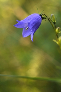 Liten blåklocka, Campanula rotundifolia