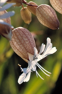 Smällglim, Silene vulgaris