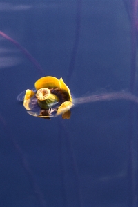 Gul näckros, Nuphar lutea