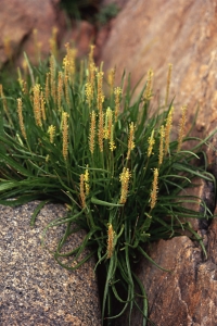 Gulkämpar, Plantago maritima ssp. maritima