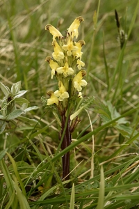 Gullspira, Pedicularis ouderi