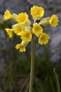 Gullviva, Primula veris