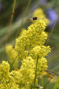 Gulmåra, Galium verum
